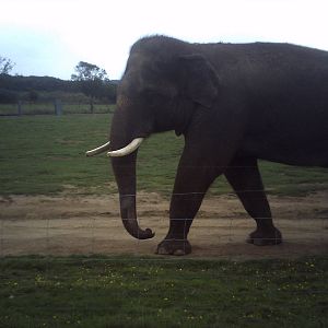 Emmett the breeding bull elephant
