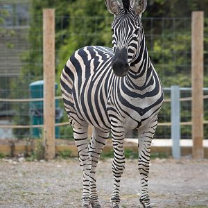 Chapman's zebra : Twycross : 19 Sep 2014