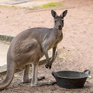 Western grey kangaroo : Twycross : 19 Sep 2014