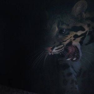 Clouded Leopard (M)