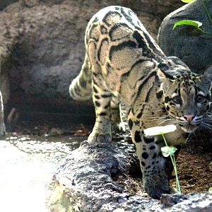 Clouded Leopard (M)