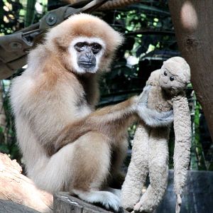 White-Handed Gibbon