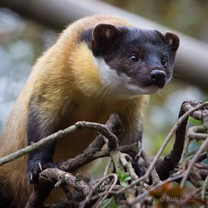 Yellow-throated marten : Twycross : 19 Sep 2014