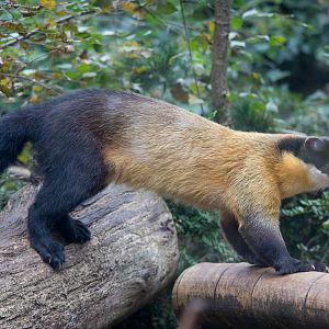 Yellow-throated marten : Twycross : 19 Sep 2014