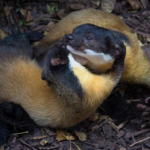 Yellow-throated marten : Twycross : 19 Sep 2014