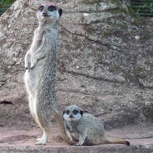 Compare the Meerkats, September 2014