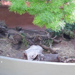 Wombat Enclosure