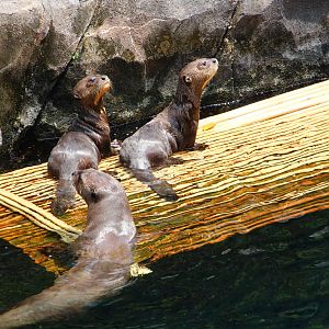 Giant Otter pups