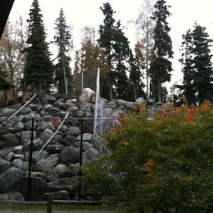 Rocky Mountain Goat Exhibit