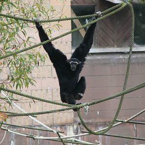 Pileated Gibbon at Blackpool Zoo, 27/09/14