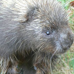 North American Tree Porcupine at Blackpool Zoo, 27/09/14