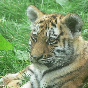 Amur Tiger Cub at Blackpool Zoo, 27/09/14