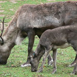 Domestic Reindeer at Blackpool Zoo, 27/09/14