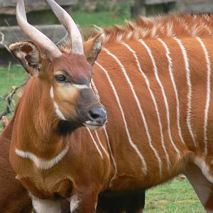 Eastern Bongo at Blackpool Zoo, 27/09/14