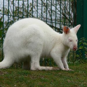 Bennett's Wallaby at Blackpool Zoo, 27/09/14