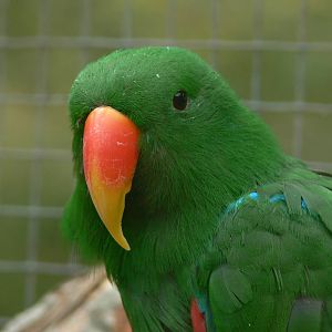 Red-sided Eclectus Parrot at Blackpool Zoo, 27/09/14