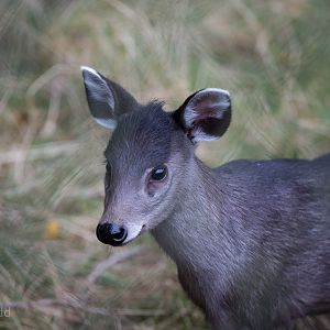 Michie's tufted deer : Twycross : 19 Sep 2014