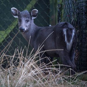 Michie's tufted deer : Twycross : 19 Sep 2014