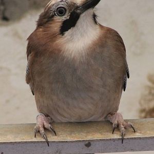European jay