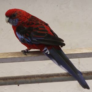 Pennant rosella