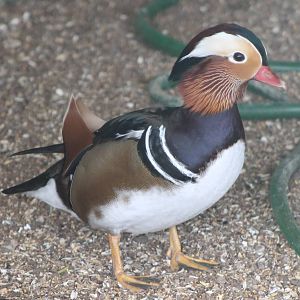 Mandarin duck