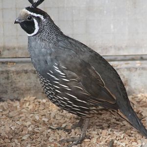 Californian quail