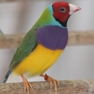 Gouldian finch