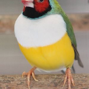 Gouldian finch