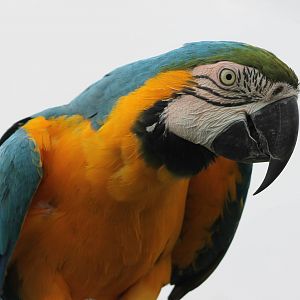 Blue and gold macaw