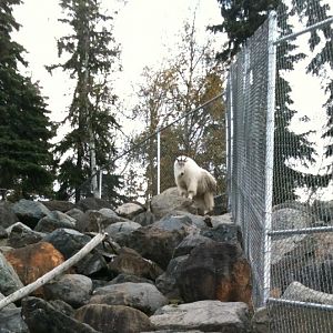 Rocky Mountain Goat Exhibit.  Note Dall Sheep to right.