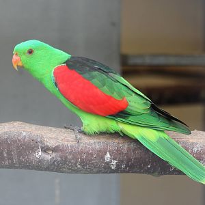 Red-winged parakeet