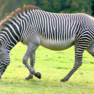 Grevy's zebra; Whipsnade; 27th September 2014