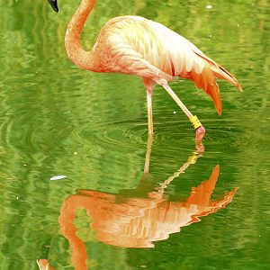 Flamingo with reflection; Whipsnade; 27th September 2014
