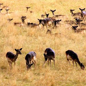 Part of black fallow deer herd; Whipsnade; 27th September 2014