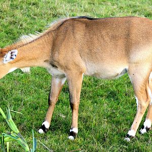 Female nilgai; Whipsnade; 27th September 2014