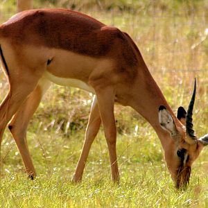 Impala; Whipsnade; 27th September 2014