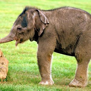 Asiatic elephant calf; Whipsnade; 27th September 2014