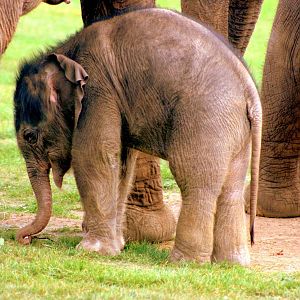 Asiatic elephant calf; Whipsnade; 27th September 2014