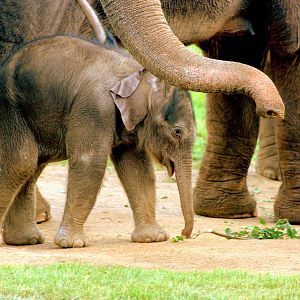 Asiatic elephant calf; Whipsnade; 27th September 2014