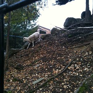 Dall Sheep Exhibit