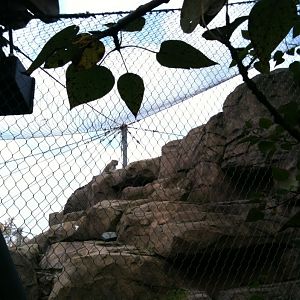 Snow Leopard Exhibit