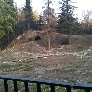 Brown Bear Exhibit