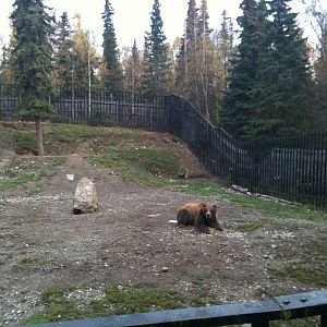 Brown Bear Exhibit