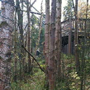 Bald Eagle Exhibit, Keeper, American Black Bear Exhibit