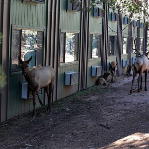 elk at Grand Canyon hotel