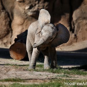 1 month female elephant