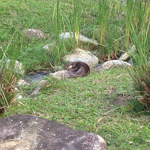 Smooth Coated Otter (Wild)