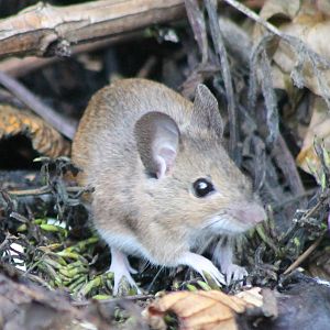 Wood mouse