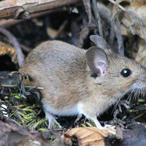 Wood mouse