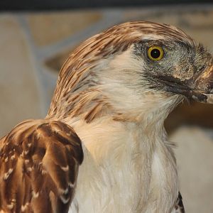 Philippine eagle